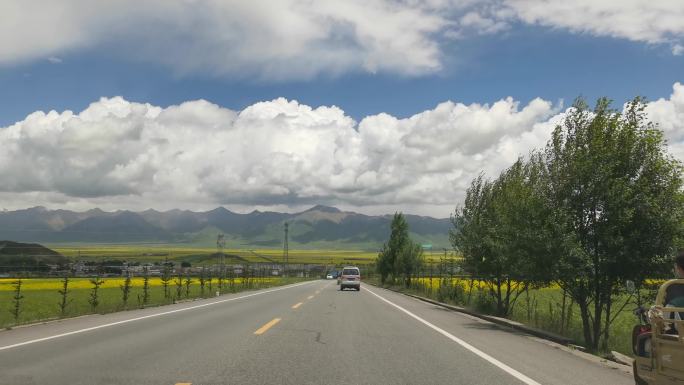 汽车行驶在油菜花间的高原公路上