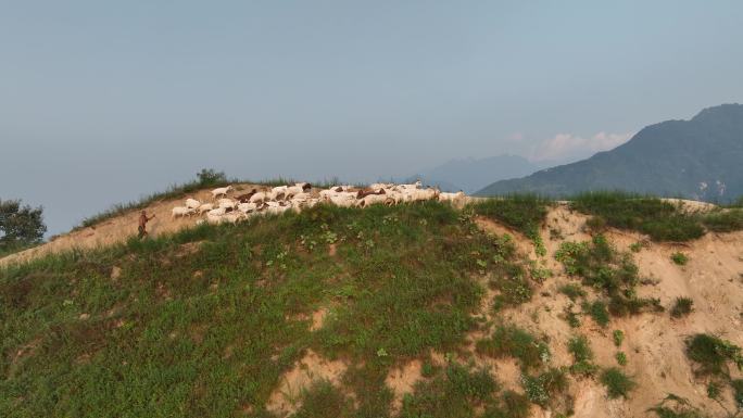 山上放羊牧羊人高山里的放羊人家赶羊群航拍