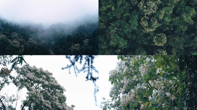 雨后白色山花航拍延时