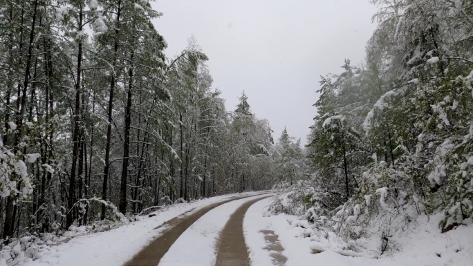 大兴安岭林区森林雪路