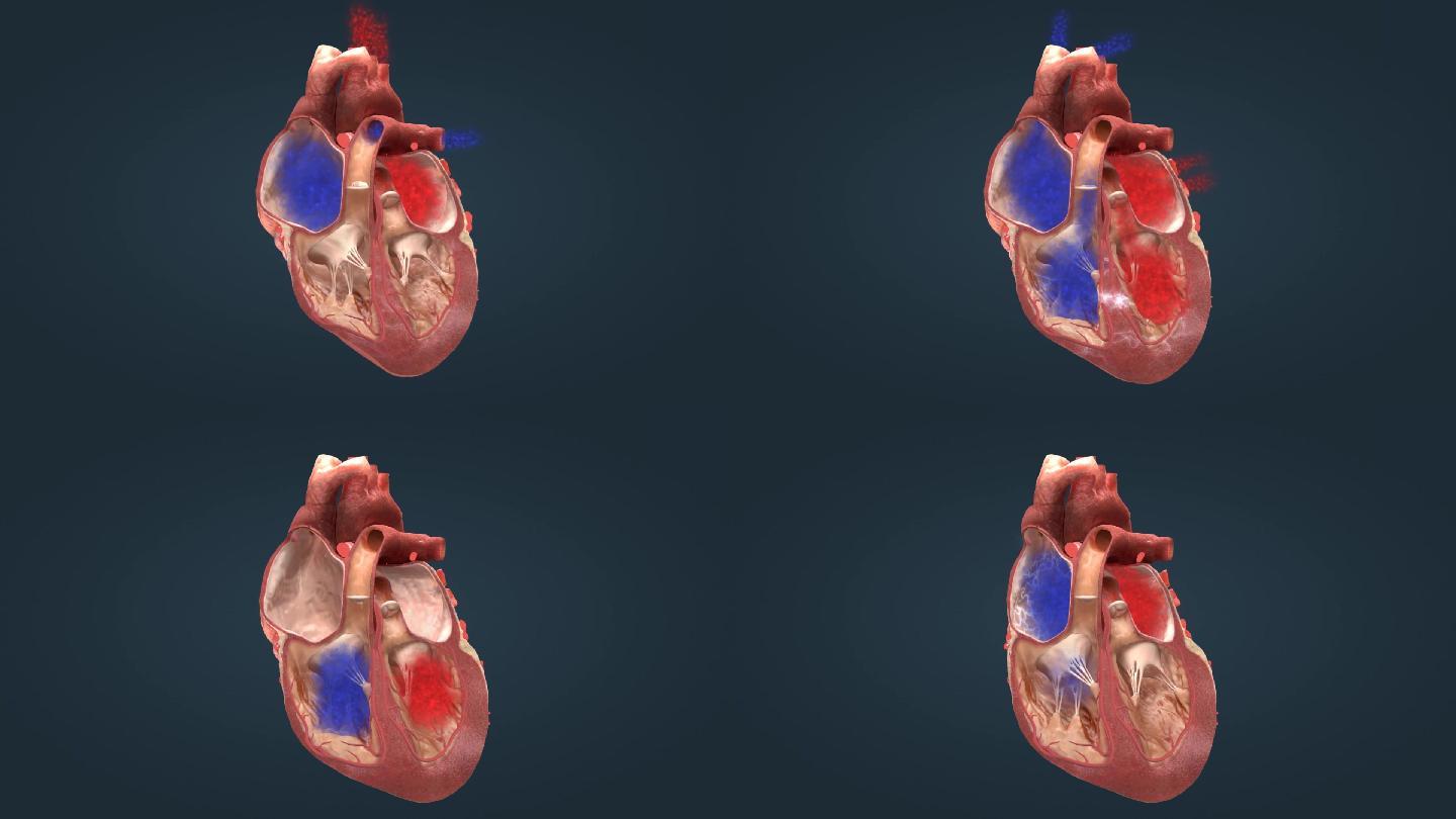 医学人体心脏跳动泵血心动周期三维动画