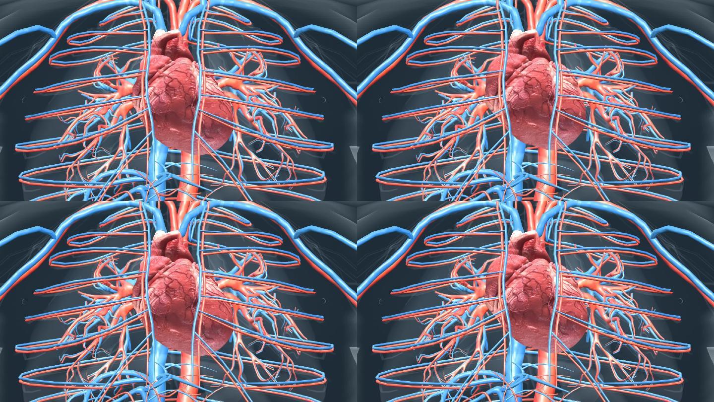 心脏动画人体器官医学宣传科普动画