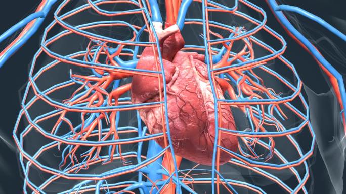 医学人体器官心脏跳动动画
