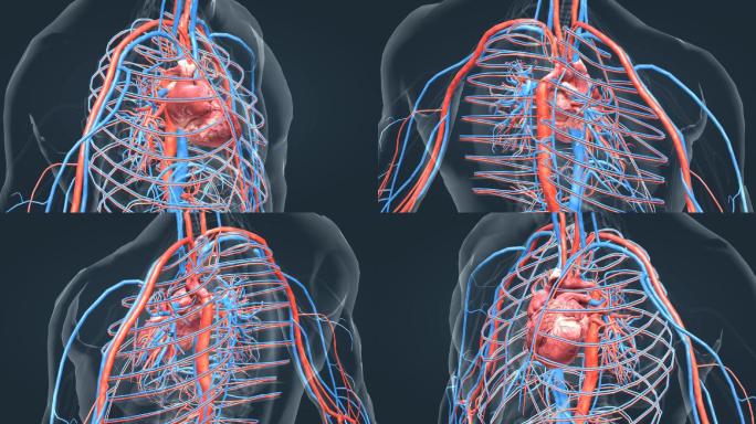 医学人体器官心脏动画