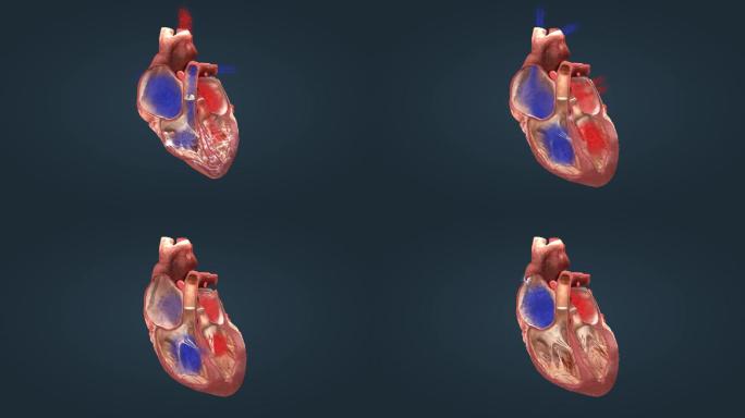 医学人体心脏三维动画