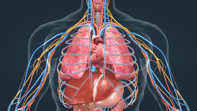 器官心脏跳动肝脏肺胃血管神经人体医学动画