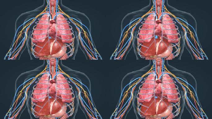 器官心脏跳动肝脏肺胃血管神经人体医学动画