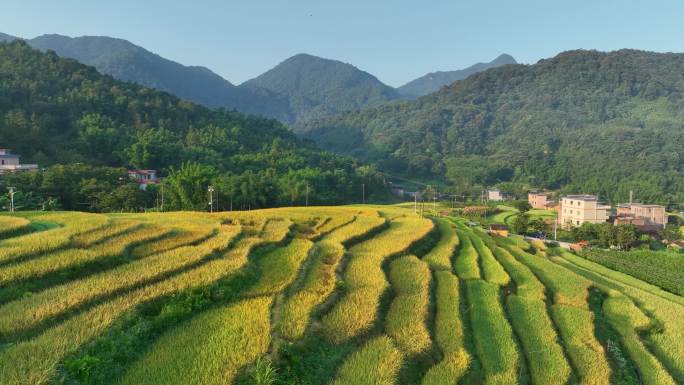 [4K航拍]广州“最美梯田”稻谷成熟