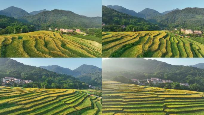 [4K航拍]广州“最美梯田”稻谷成熟