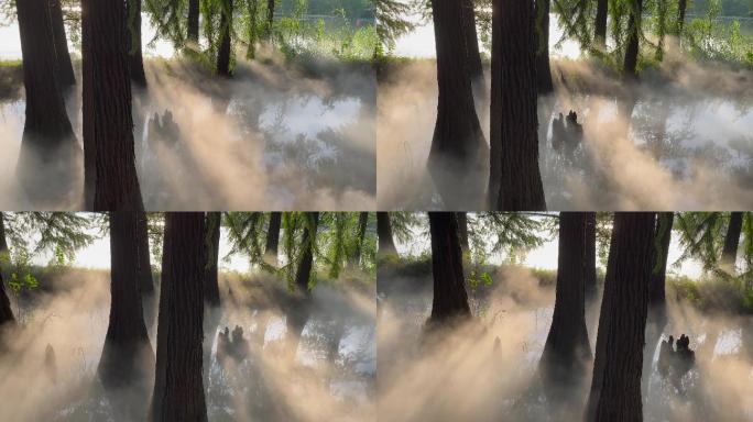 阳光穿透树林云雾缭绕环绕4k