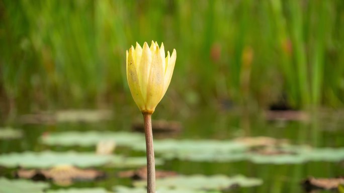 睡莲开花延时