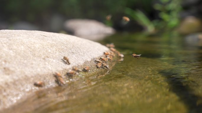 小溪河流夏天户外蜜蜂饮水