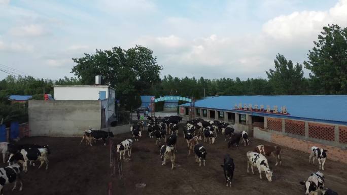 4K航拍奶牛养殖厂养牛场