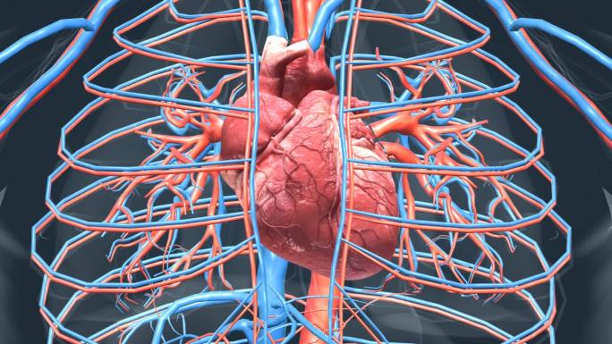 心脏心血管系统人体器官心脏功能动画泵血