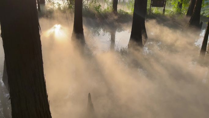 阳光穿透树林云雾缭绕4k