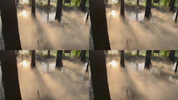 阳光穿透树林云雾缭绕4k