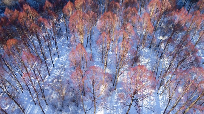 航拍雪原红柳密林夕照