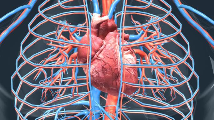 医学人体器官心脏三维动画