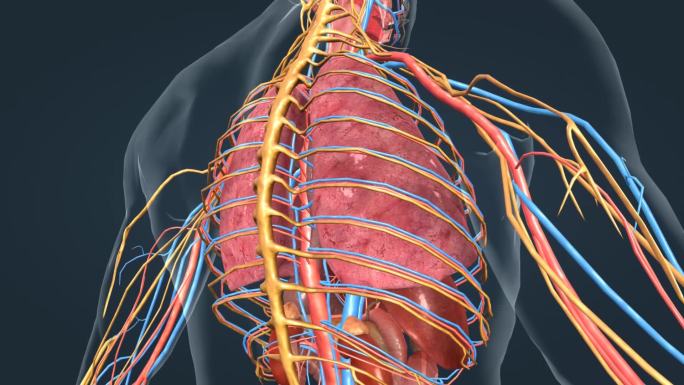医学人体器官肺肝胆肾脏胃三维动画