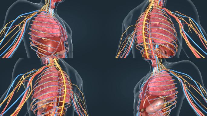 医学人体器官肺肝胆肾脏胃三维动画