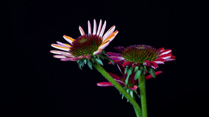 非洲菊开花延时