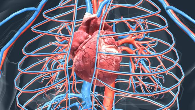 真实人体3D心脏动画