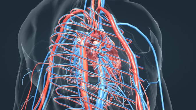 医学科技人体器官心脏智慧医疗动画