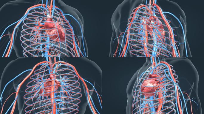 医学科技人体器官心脏智慧医疗动画