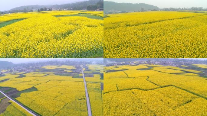 乡村油菜花航拍