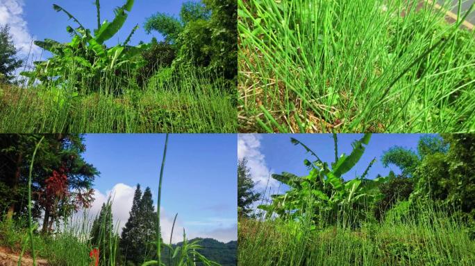 节节草笔管草特写空镜头