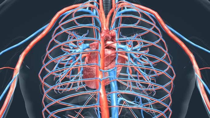 医学人体器官心脏