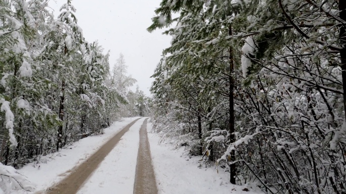 大兴安岭林区森林雪路