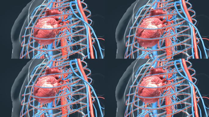 人体器官心脏心动周期循环系统三维动画