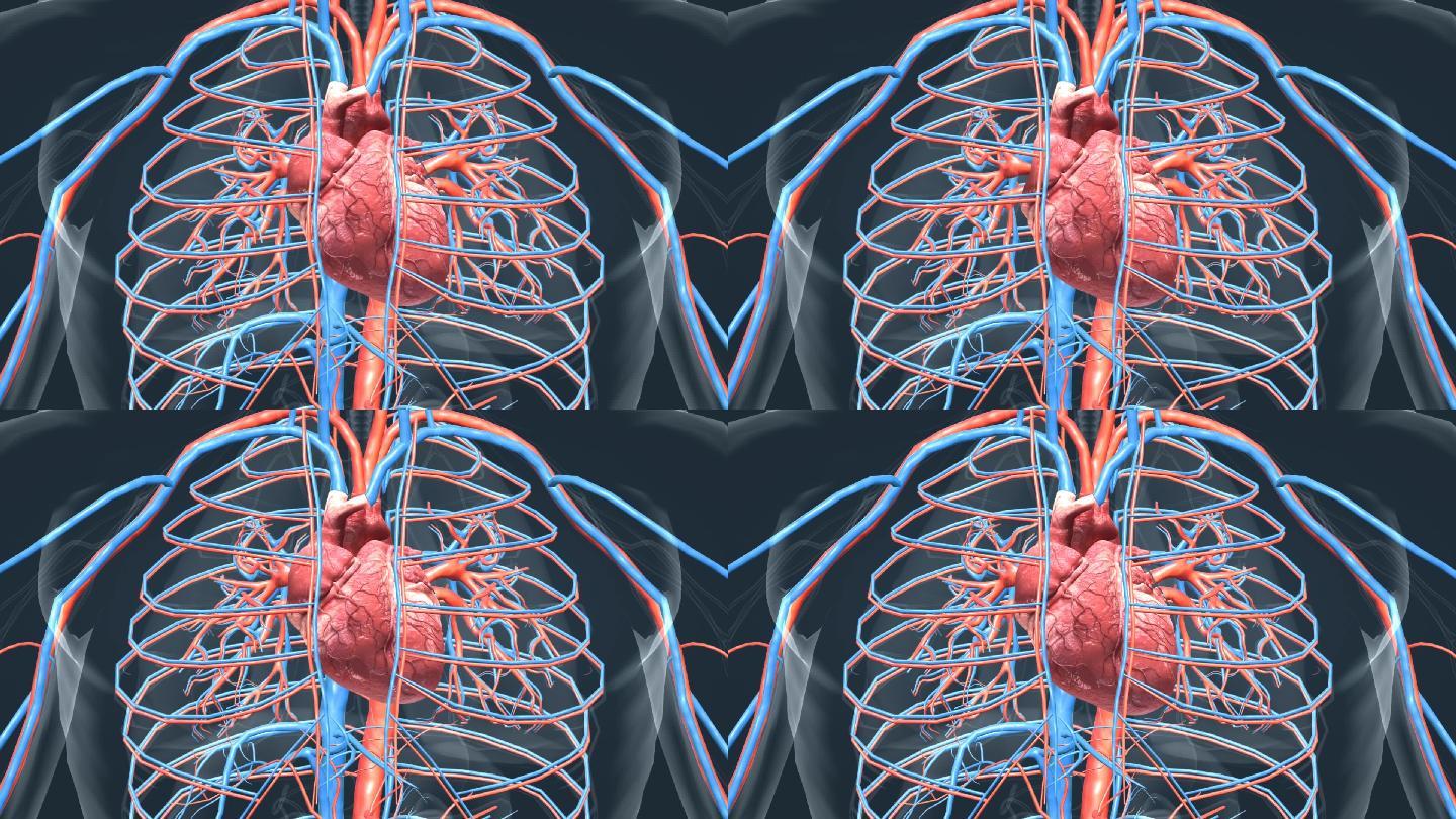 医学人体器官心脏血管心跳三维动画