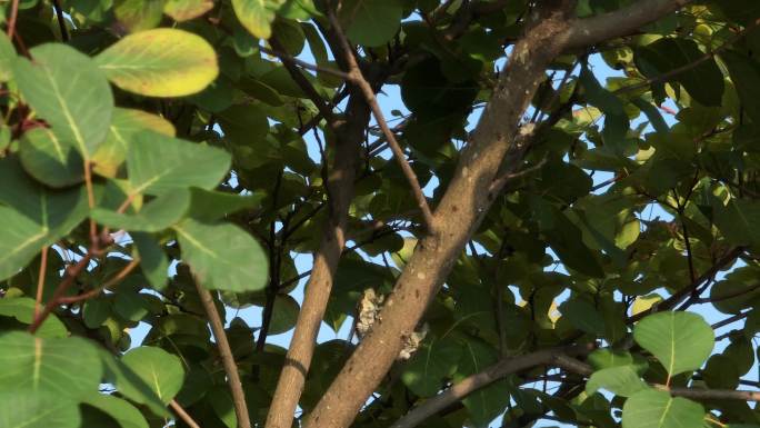 知了猴噪音树上的知了夏季蝉鸣夏季入伏昆虫