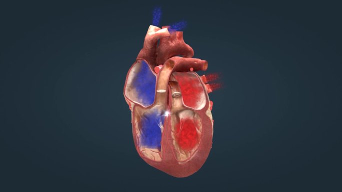 心脏人体发动机电冲动电脉冲心电图