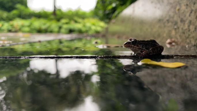 雨后青蛙4k高清素材原声雨声