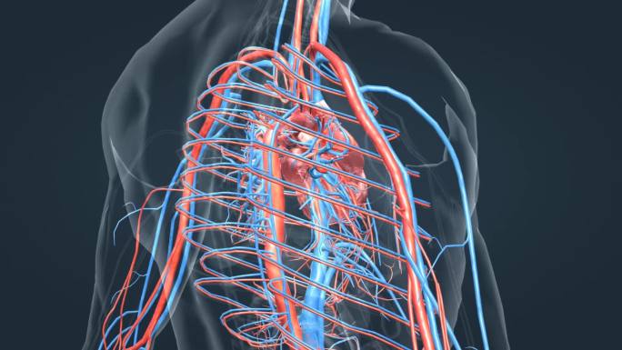 3D医学人体心脏动画