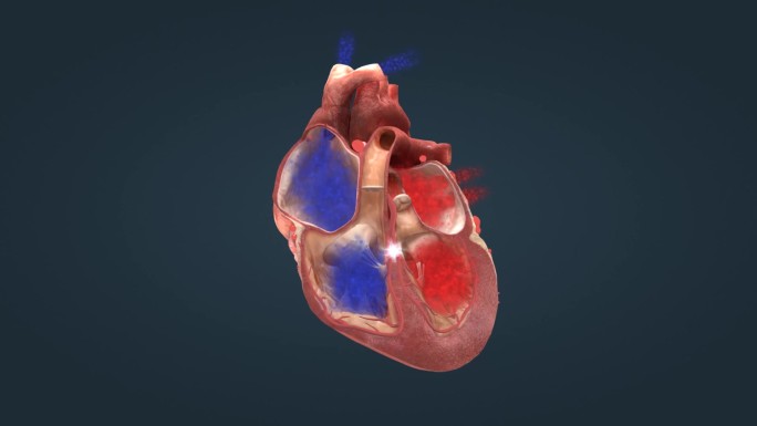 医学人体心脏运转跳动原理电动周期三维动画