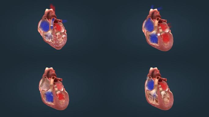 医学人体心脏运转跳动原理电动周期三维动画