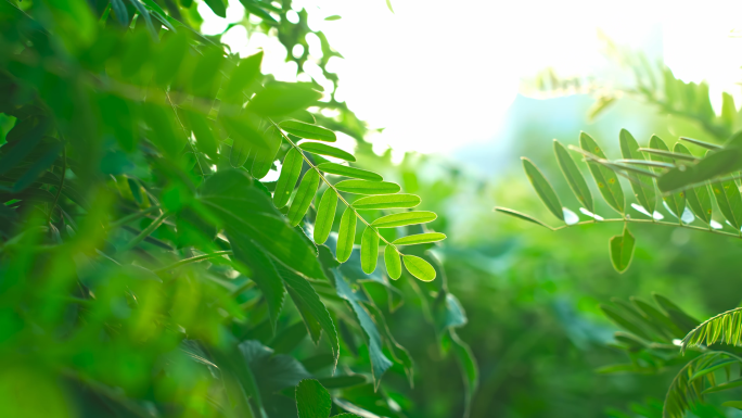 4K 树叶绿植阳光城市植物大自然唯美空镜