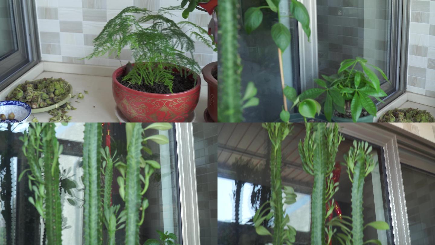 家庭绿植阳台养花植物
