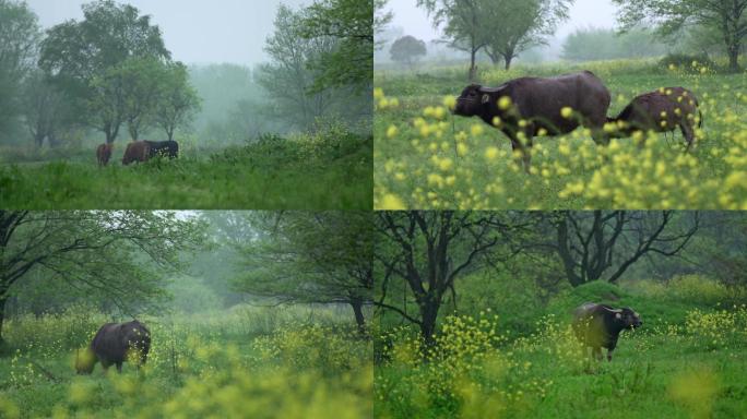 雨天湿地吃草的牛