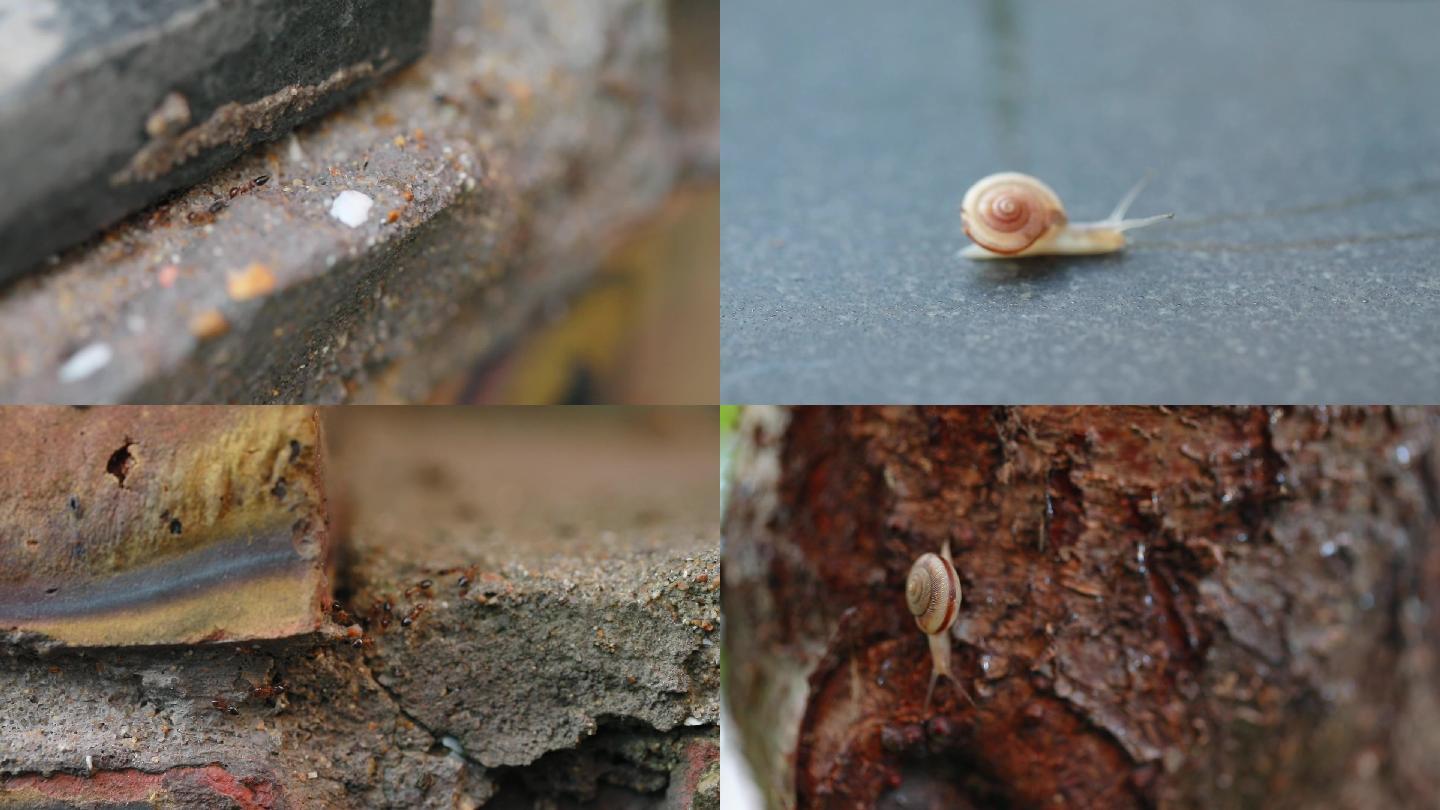 蜗牛 蚂蚁 素材 原视频