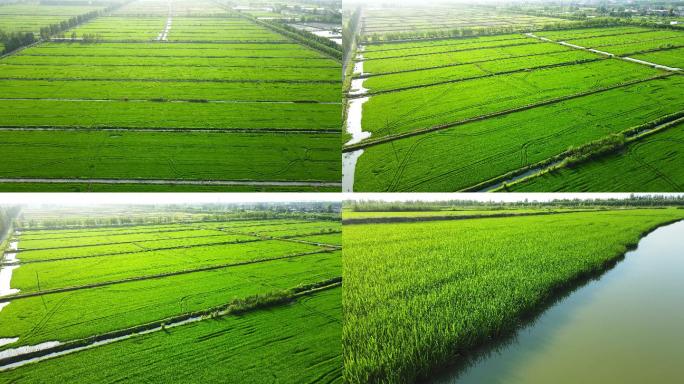 绿色稻田多角度航拍