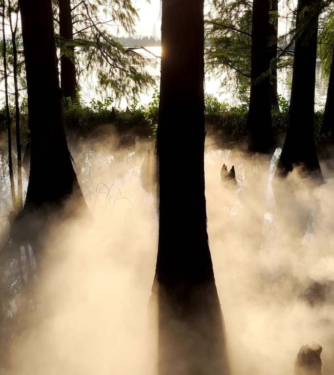 阳光穿透树林云雾缭绕竖版4k