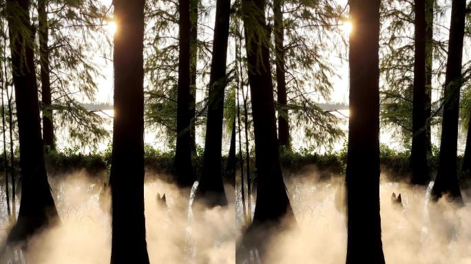 阳光穿透树林云雾缭绕竖版4k