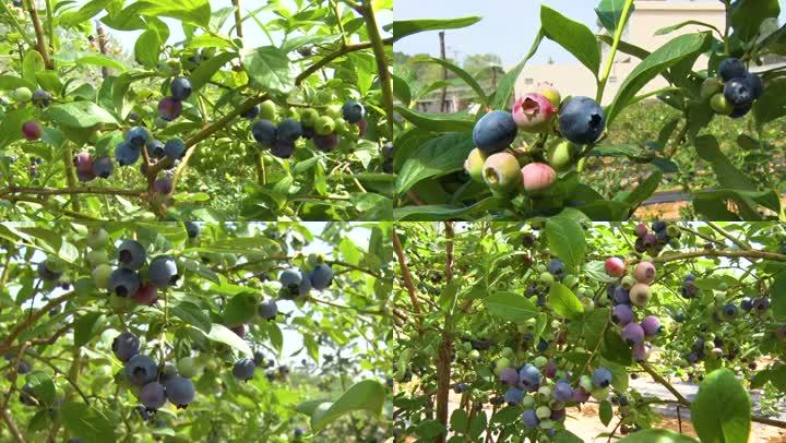 未成熟的蓝莓果