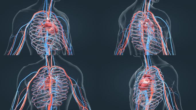 心脏动画人体器官心血管系统医学动画