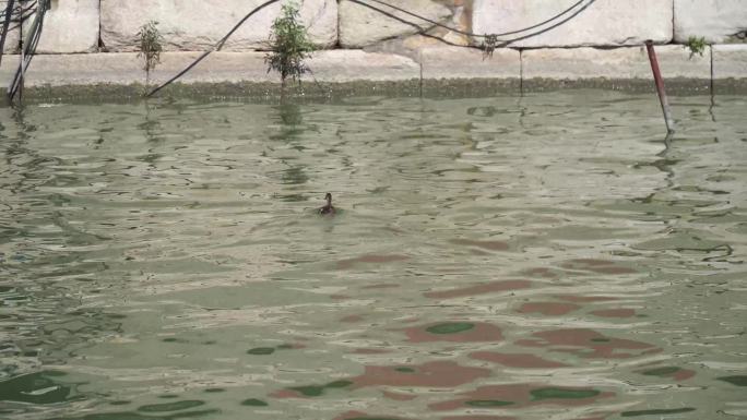 水面湖面水波纹上的小鸭子鱼苗